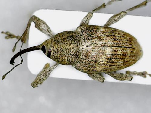 Réf. 268 661 : Curculio elephas